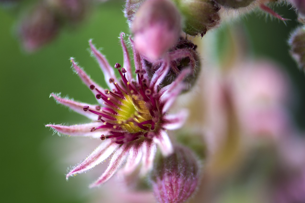 blossom bloom nature free photo