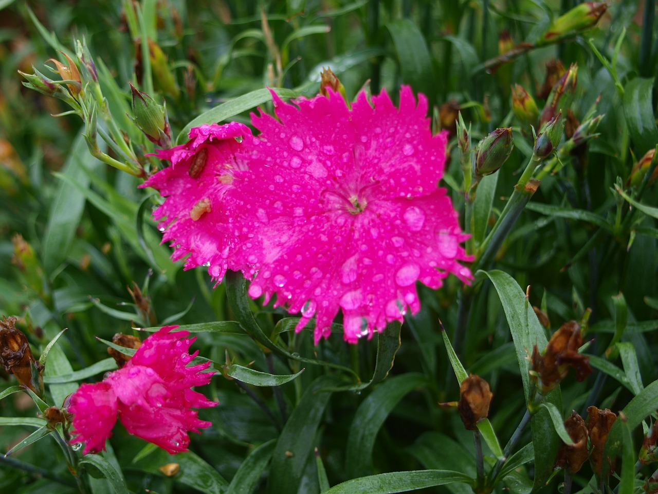 blossom bloom carnation free photo