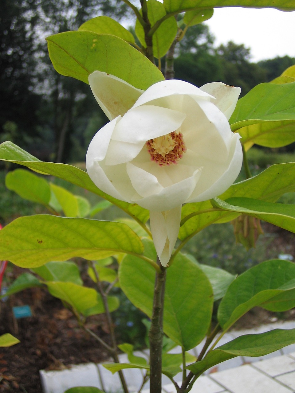 blossom bloom white free photo