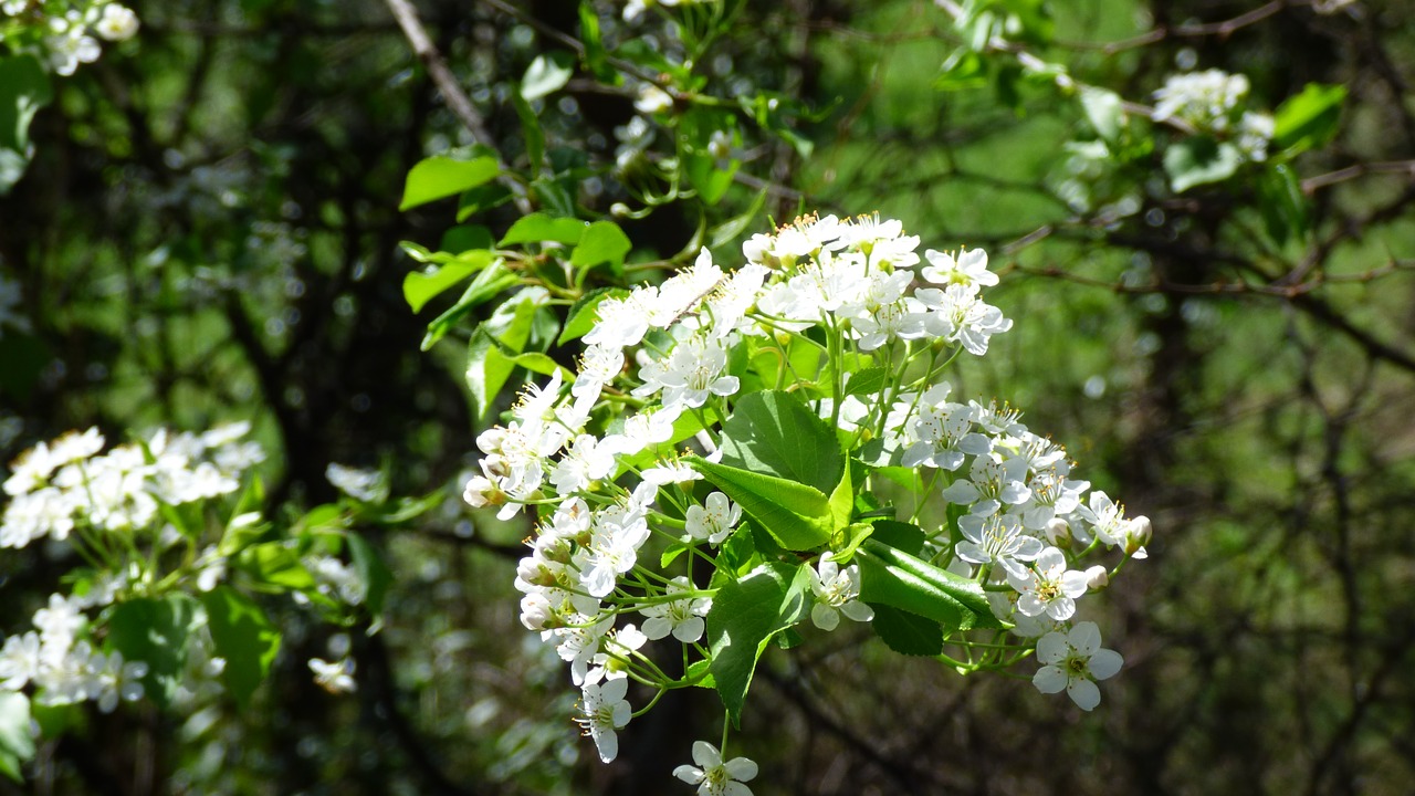 blossom bloom cherry free photo