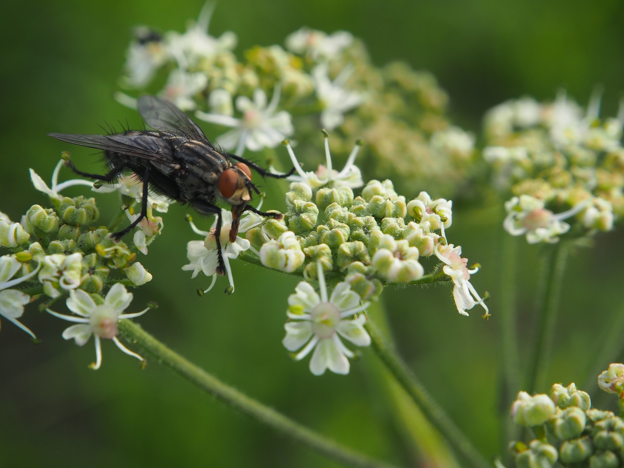 blossom bloom fly free photo