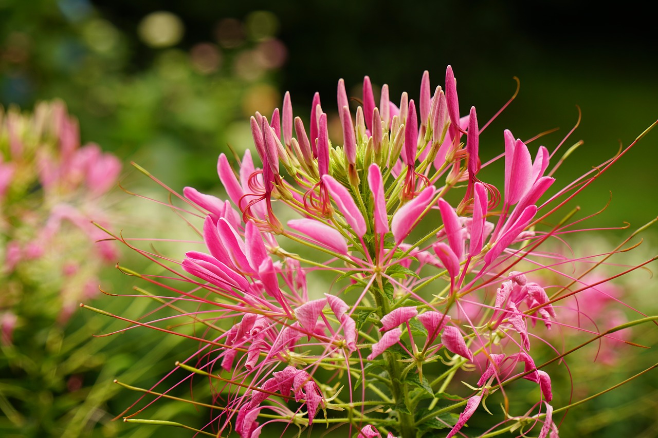 blossom bloom pink free photo