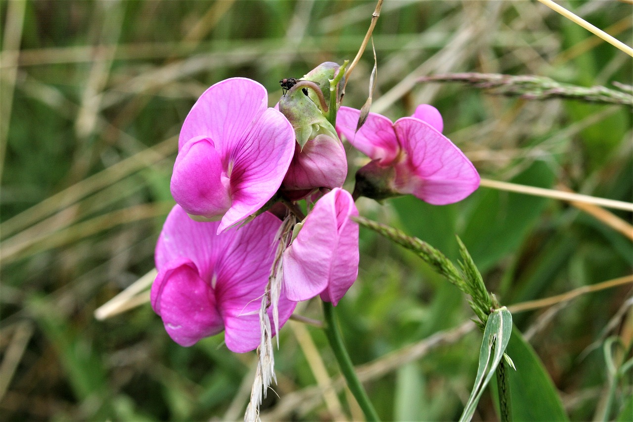 blossom flower bloom free photo