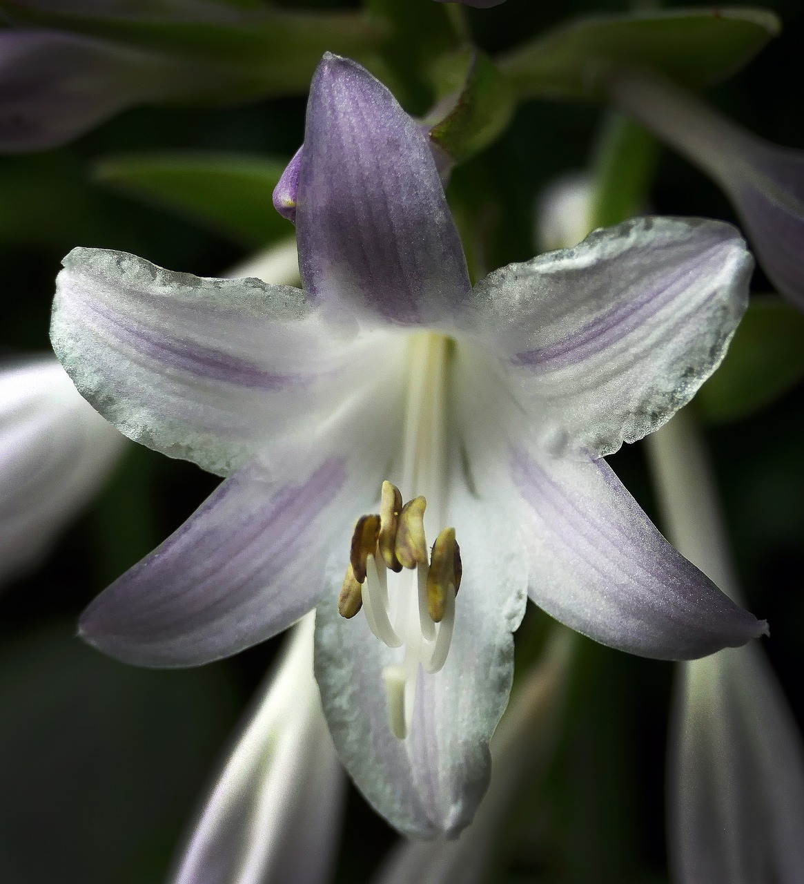 blossom bloom plantain lily free photo