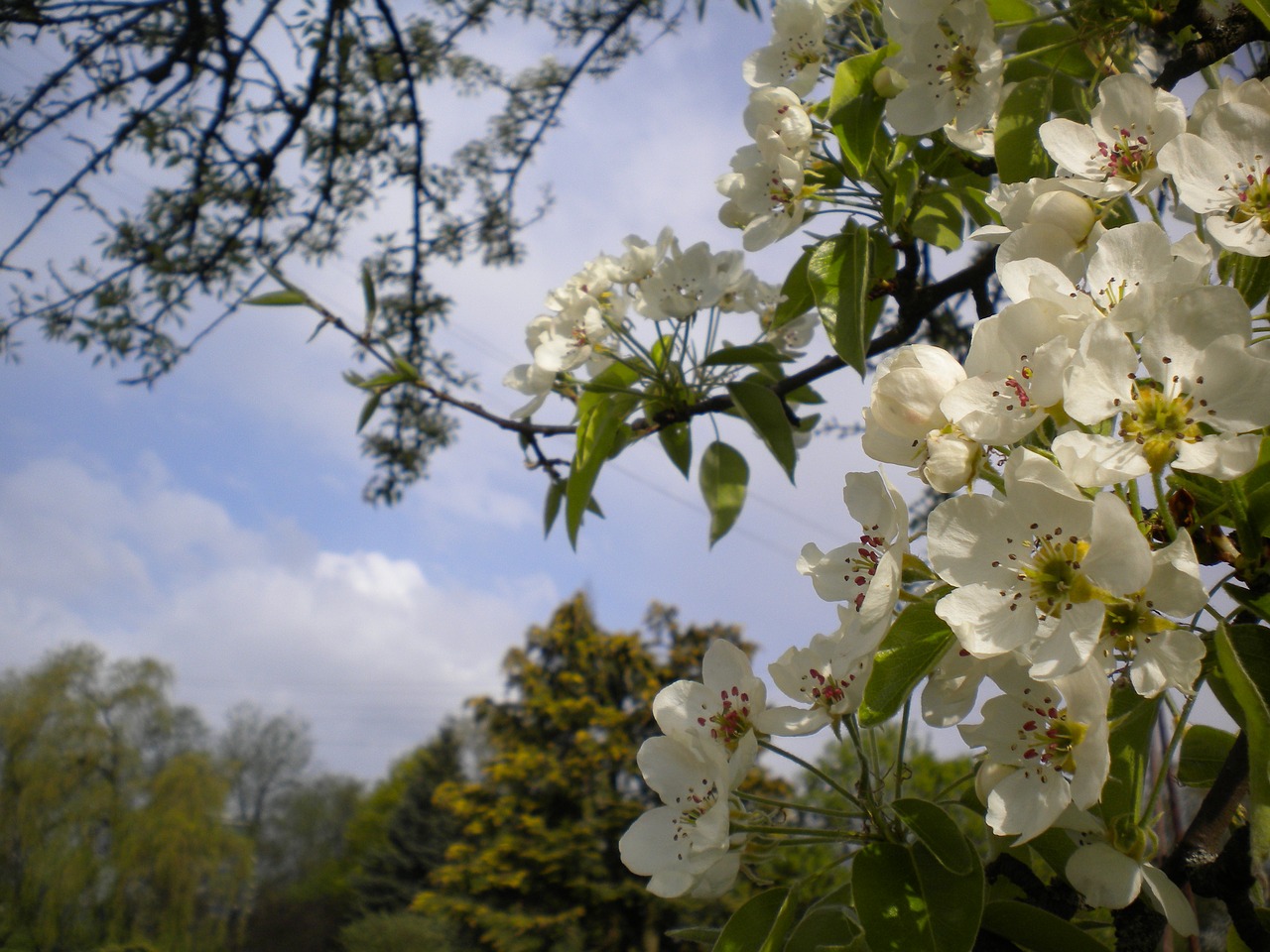 blossom bloom cherry blossom free photo