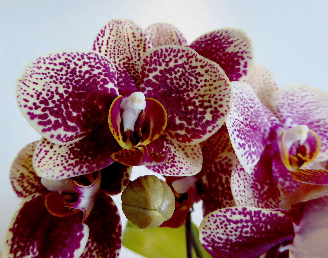blossom bloom orchid free photo