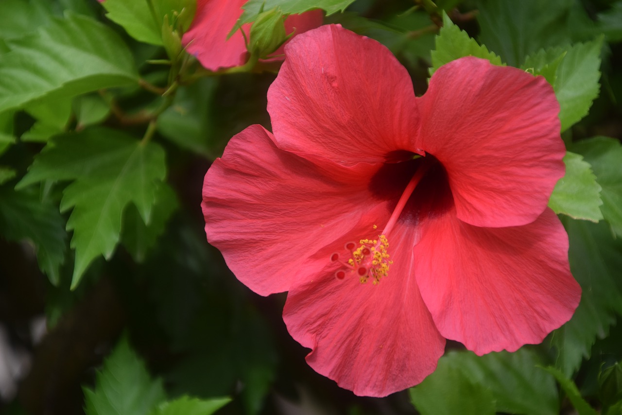 blossom bloom red free photo