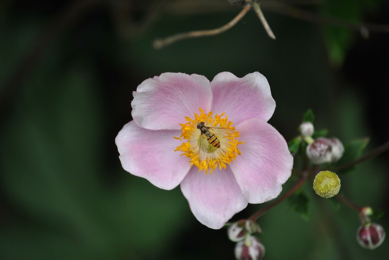 blossom bloom bee free photo