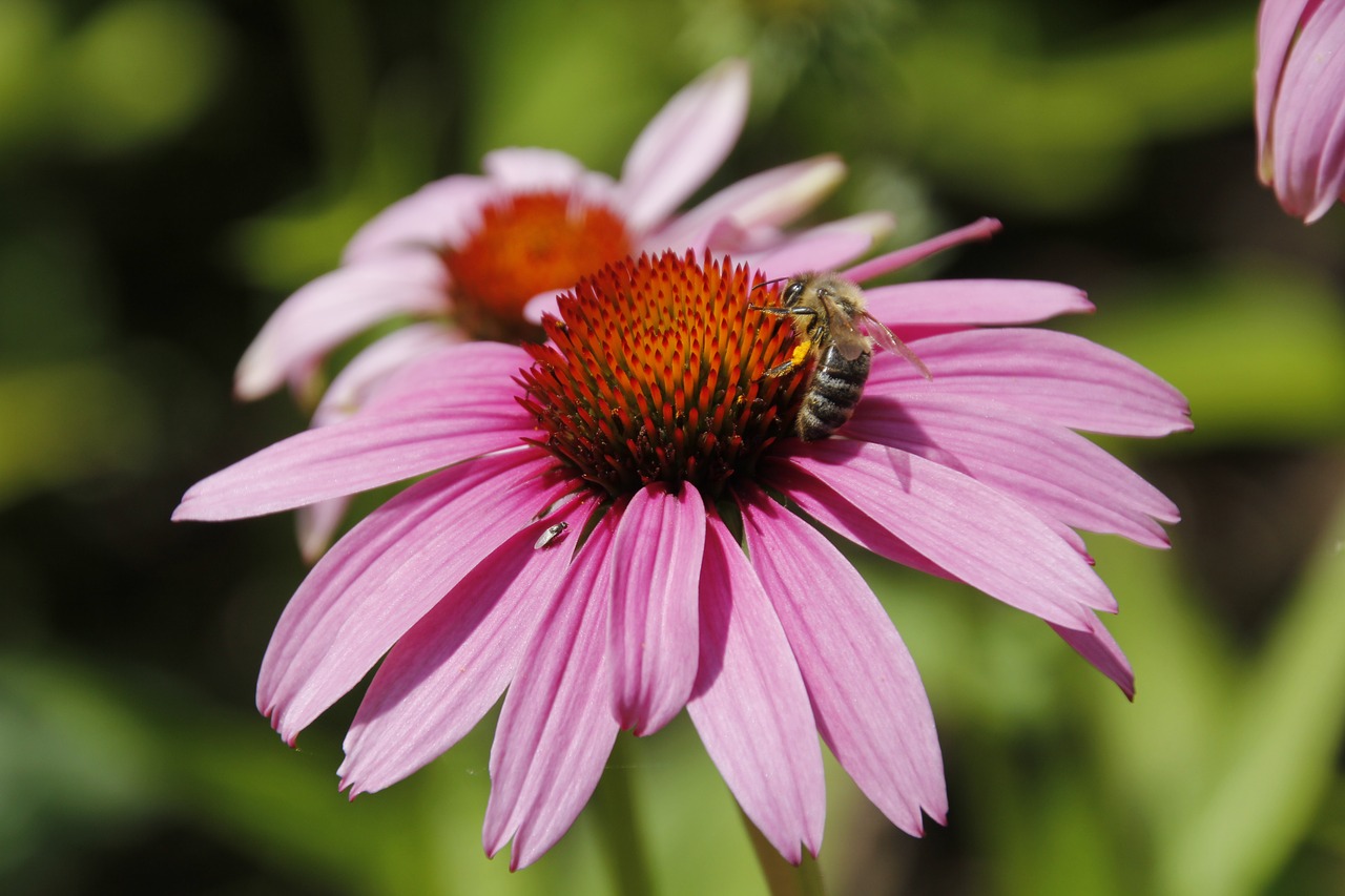 blossom bloom bee free photo