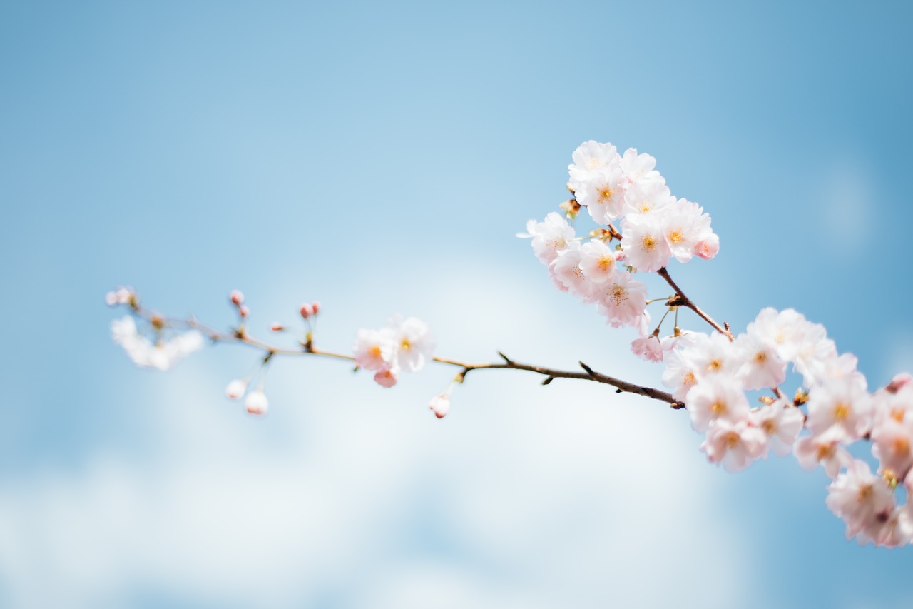 blossom flower bloom free photo