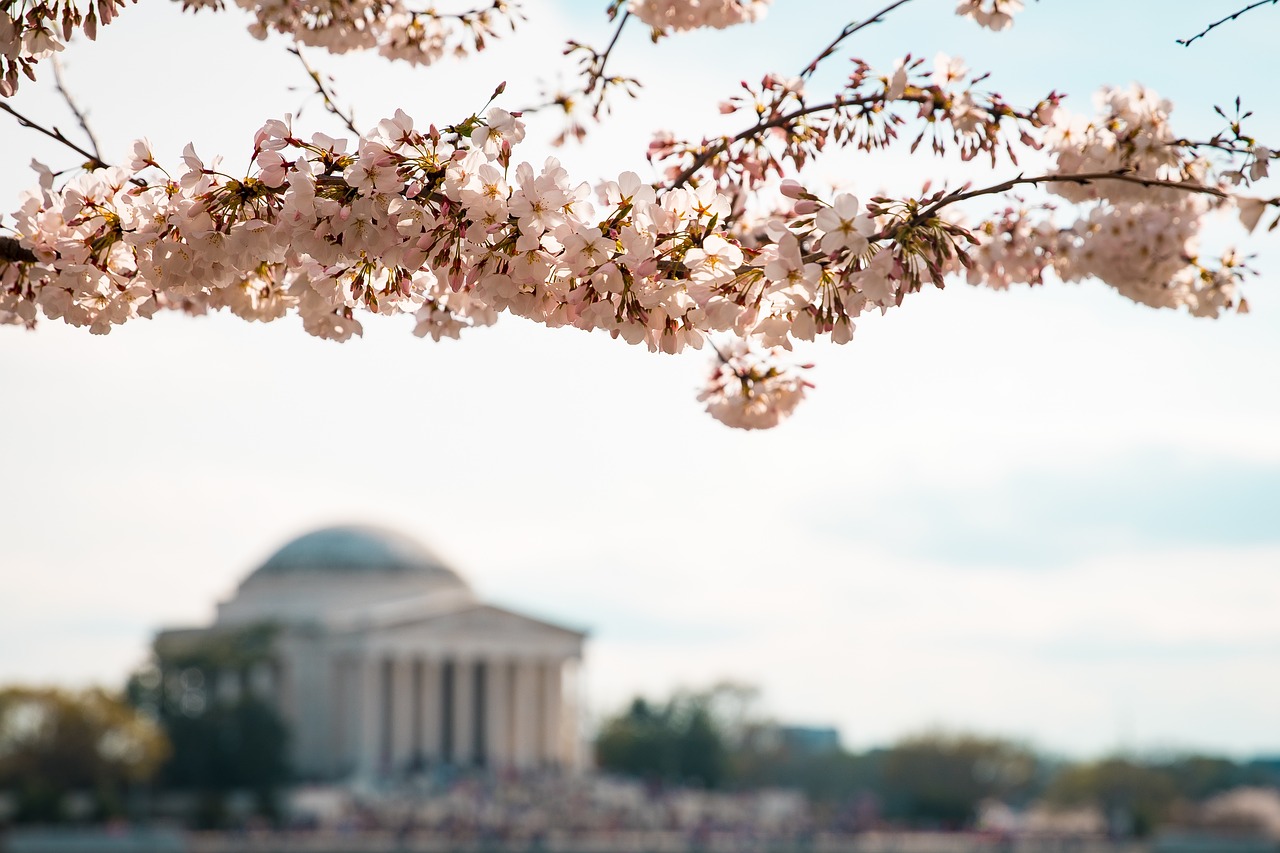 blossom flower bloom free photo