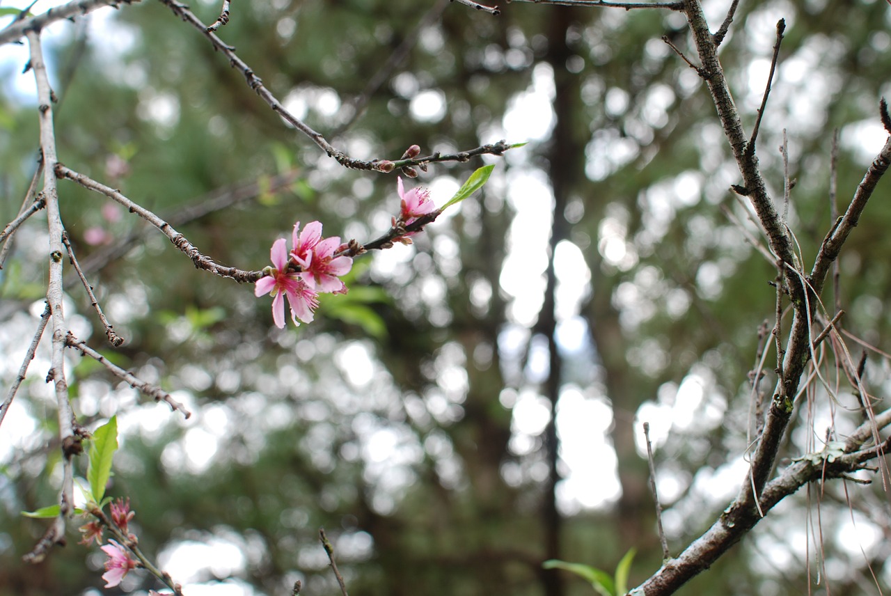 blossom flower spring free photo