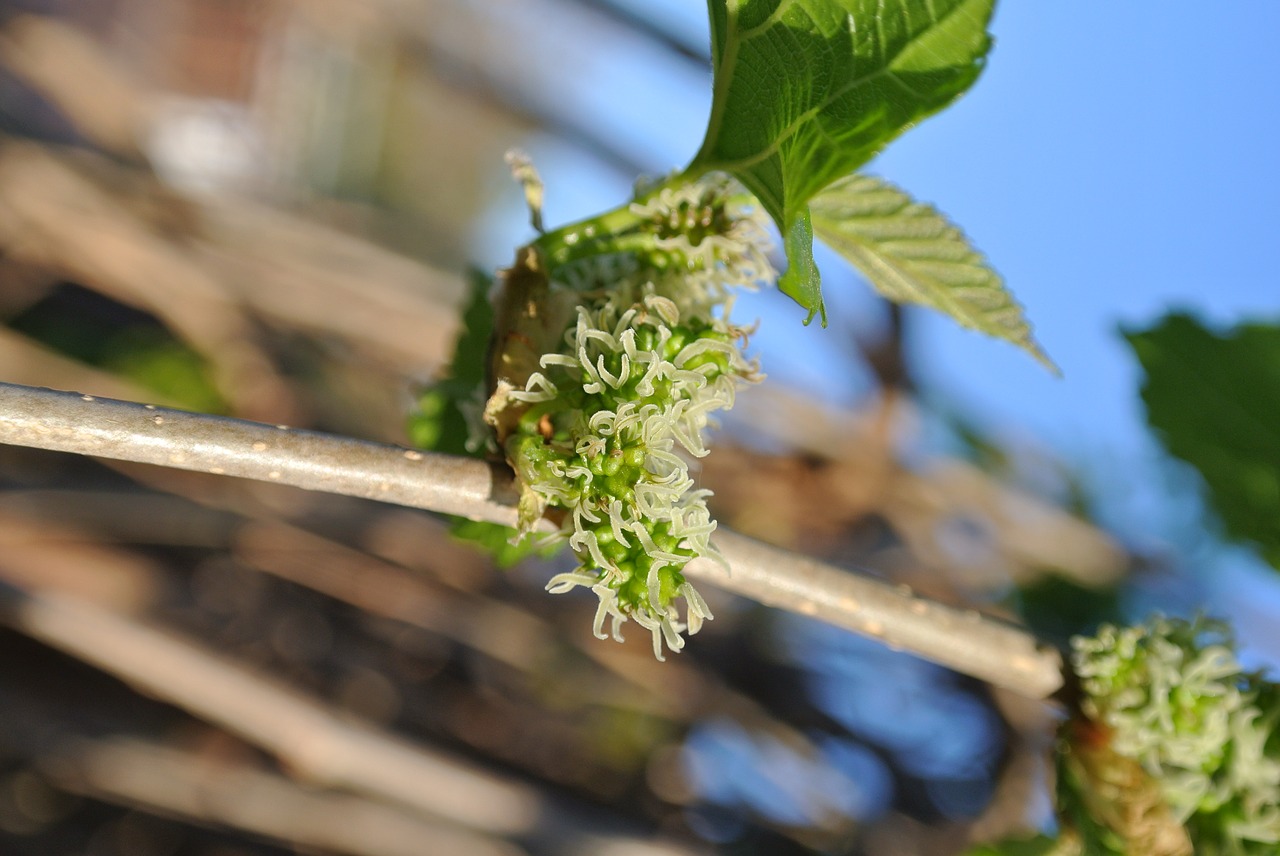 blossom green spring free photo