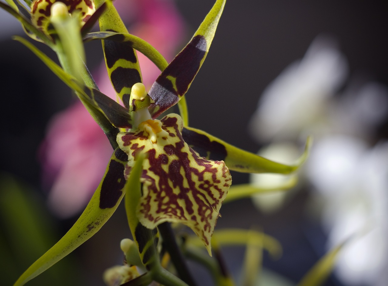 blossom bloom spider orchid free photo