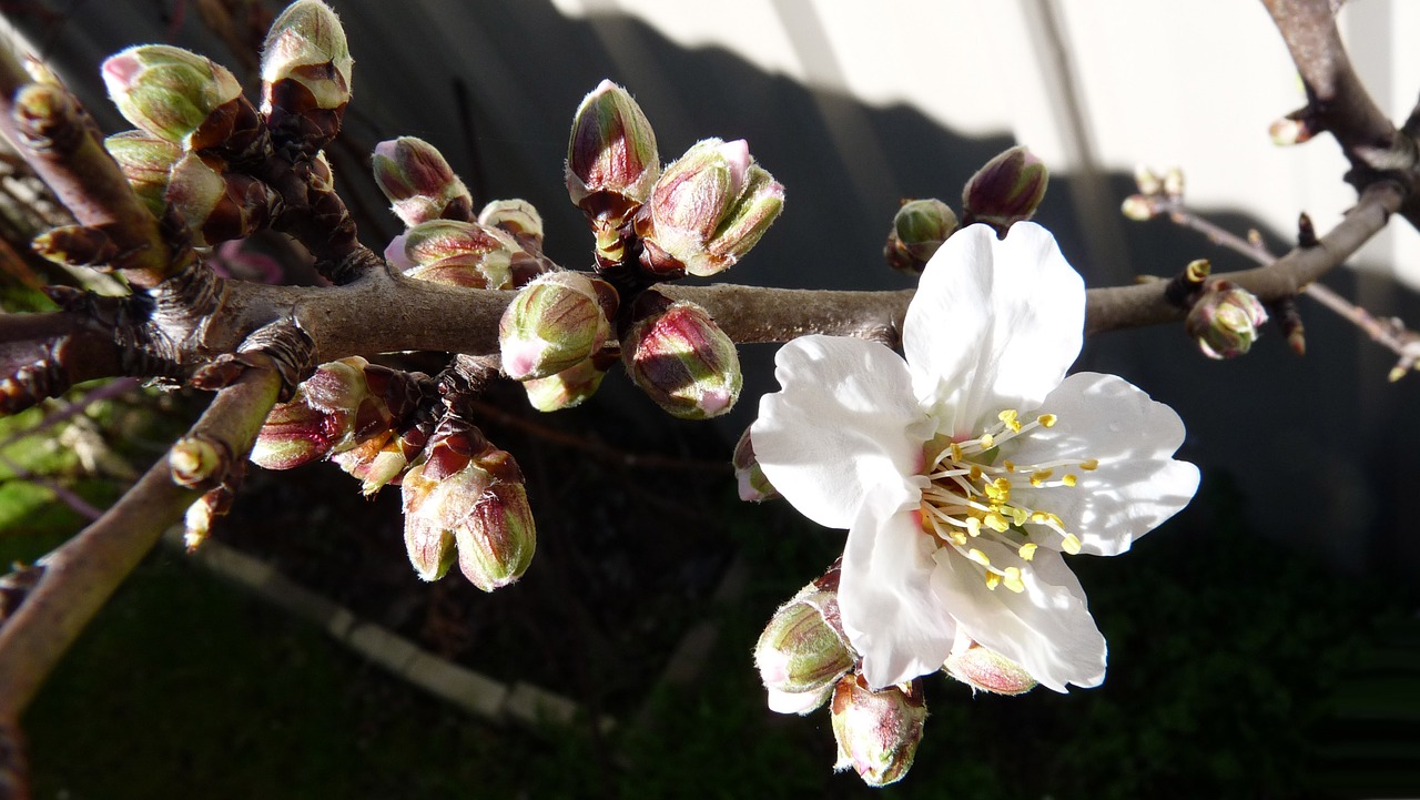 blossom buds spring free photo