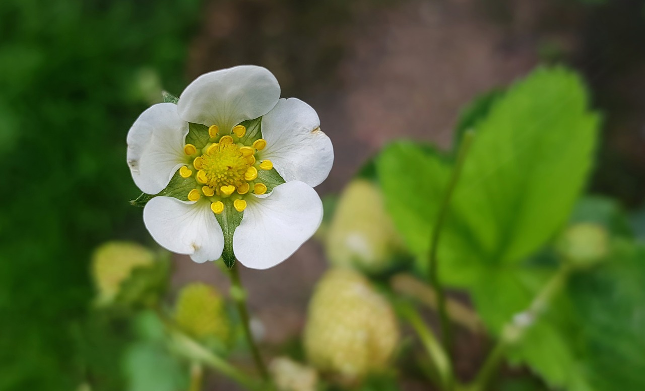 blossom bloom strawberry flower free photo