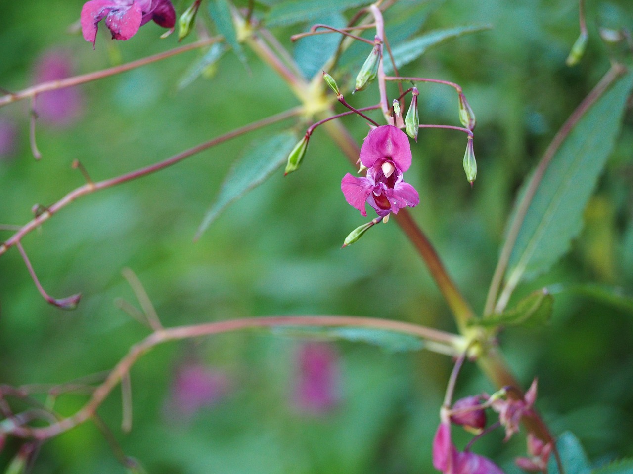 blossom bloom flower free photo