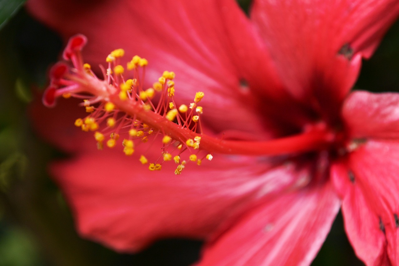 blossom bloom hibiscus free photo