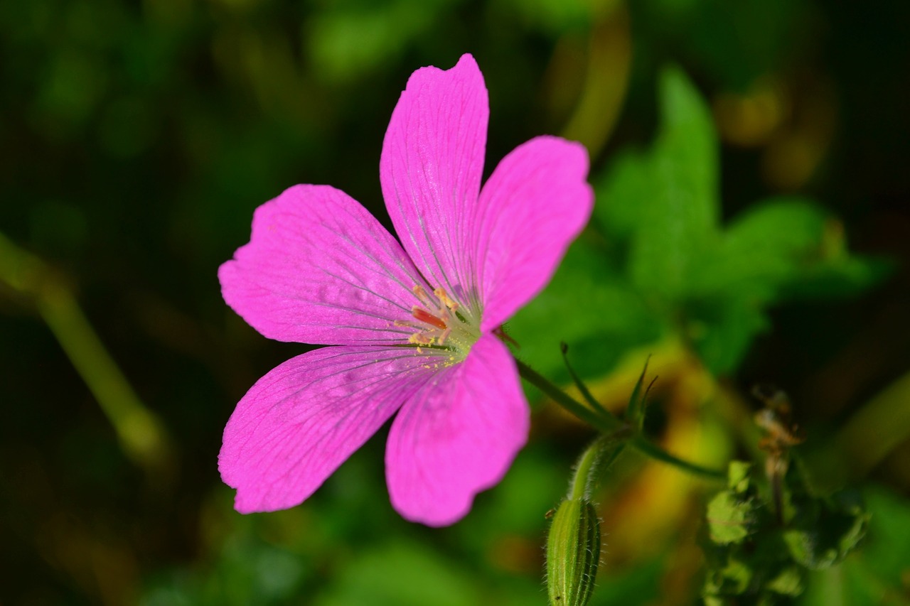 blossom bloom pink free photo