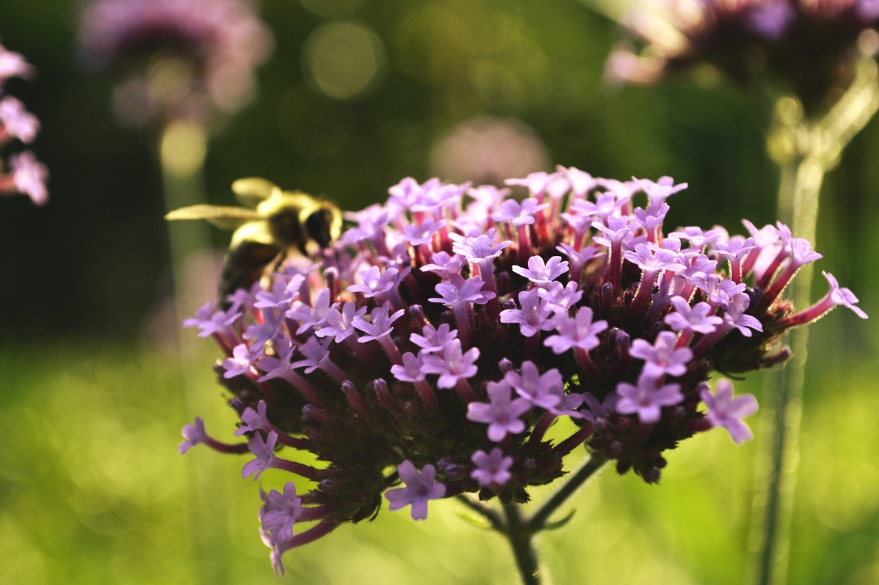 blossom bloom purple free photo