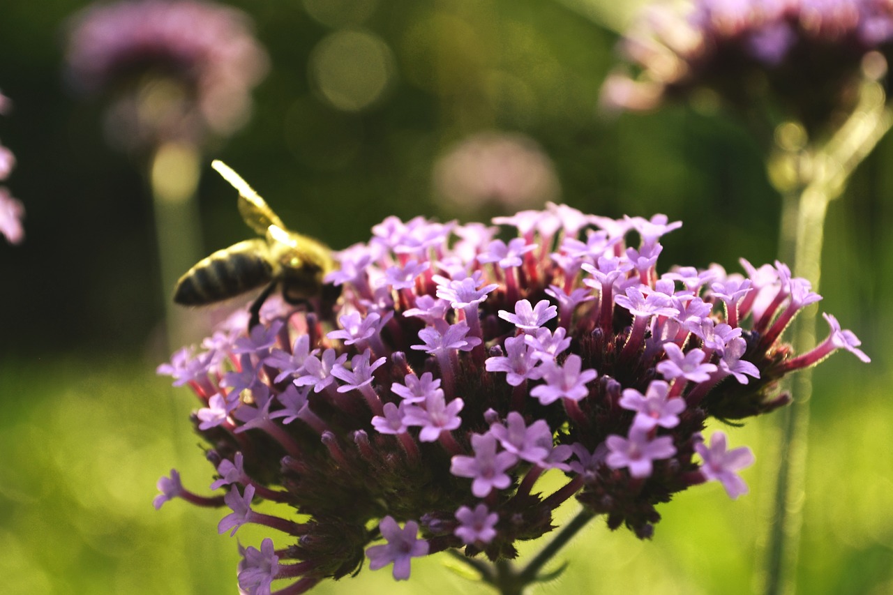 blossom bloom purple free photo