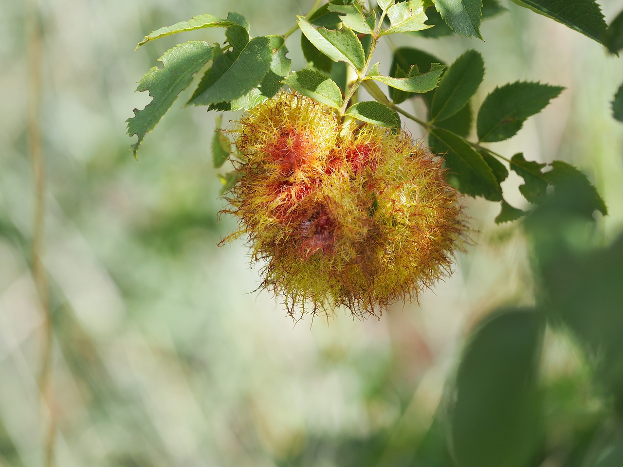 blossom bloom nature free photo