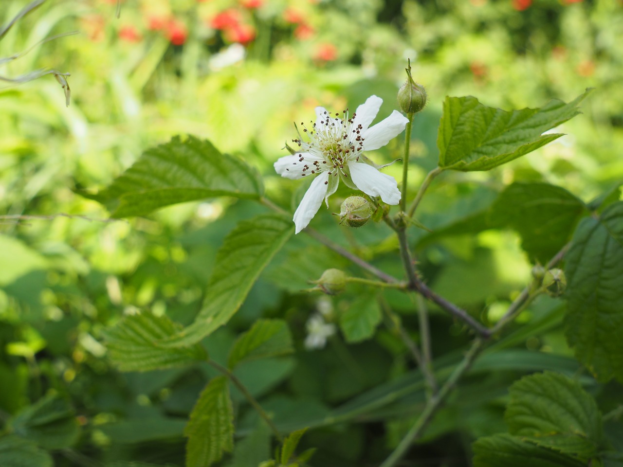 blossom bloom meadow free photo