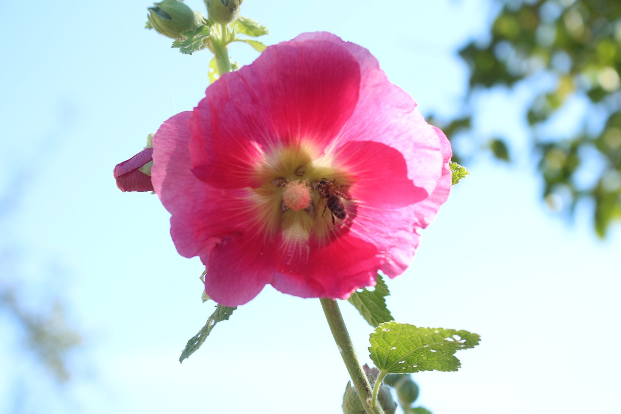 blossom bloom flowering twig free photo