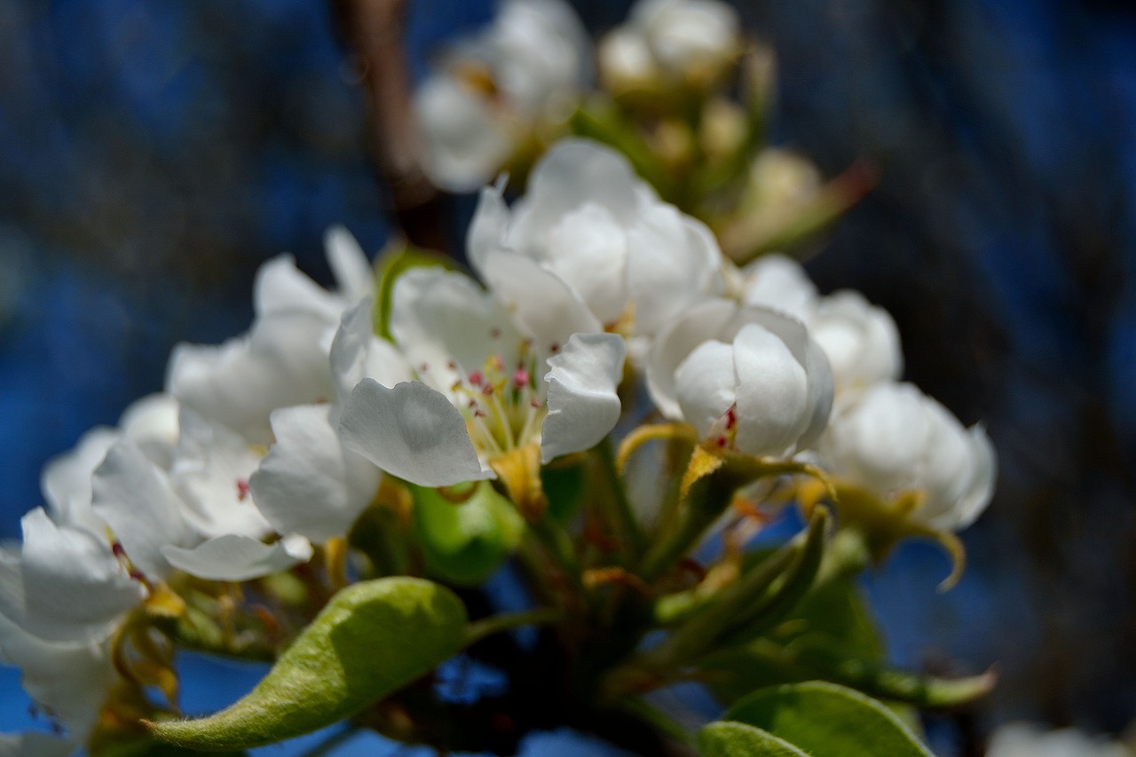 blossom cherry blossom cherry free photo