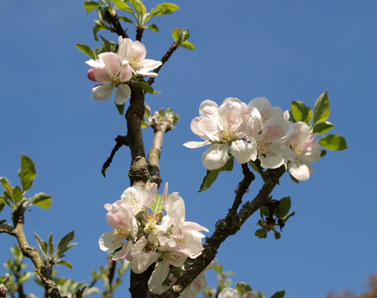 blossom apple tree free photo