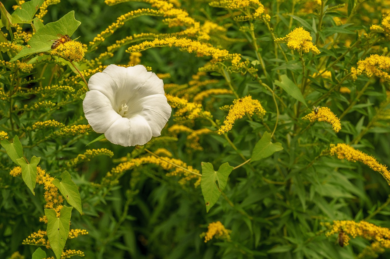 blossom bloom flower free photo