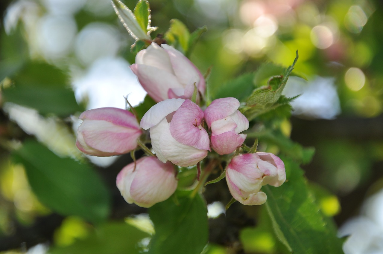 blossom bloom bud free photo