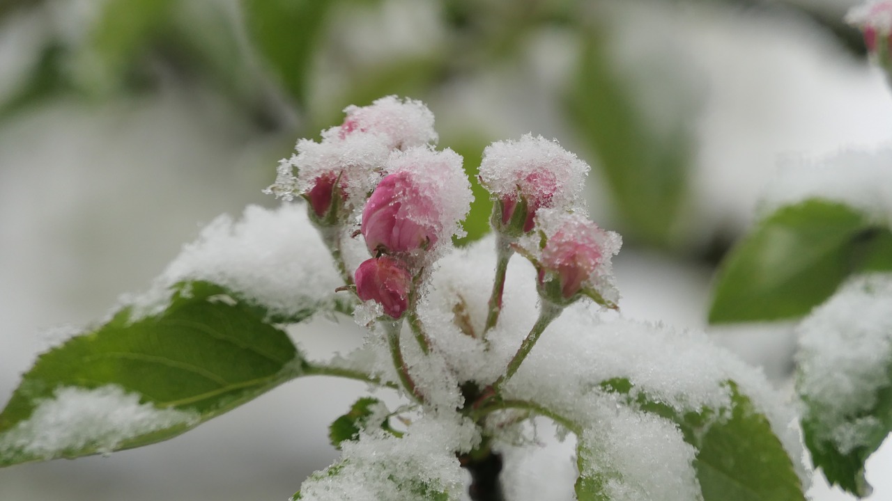 blossom bloom snow free photo