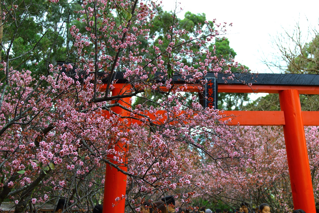 blossom arch spring free photo
