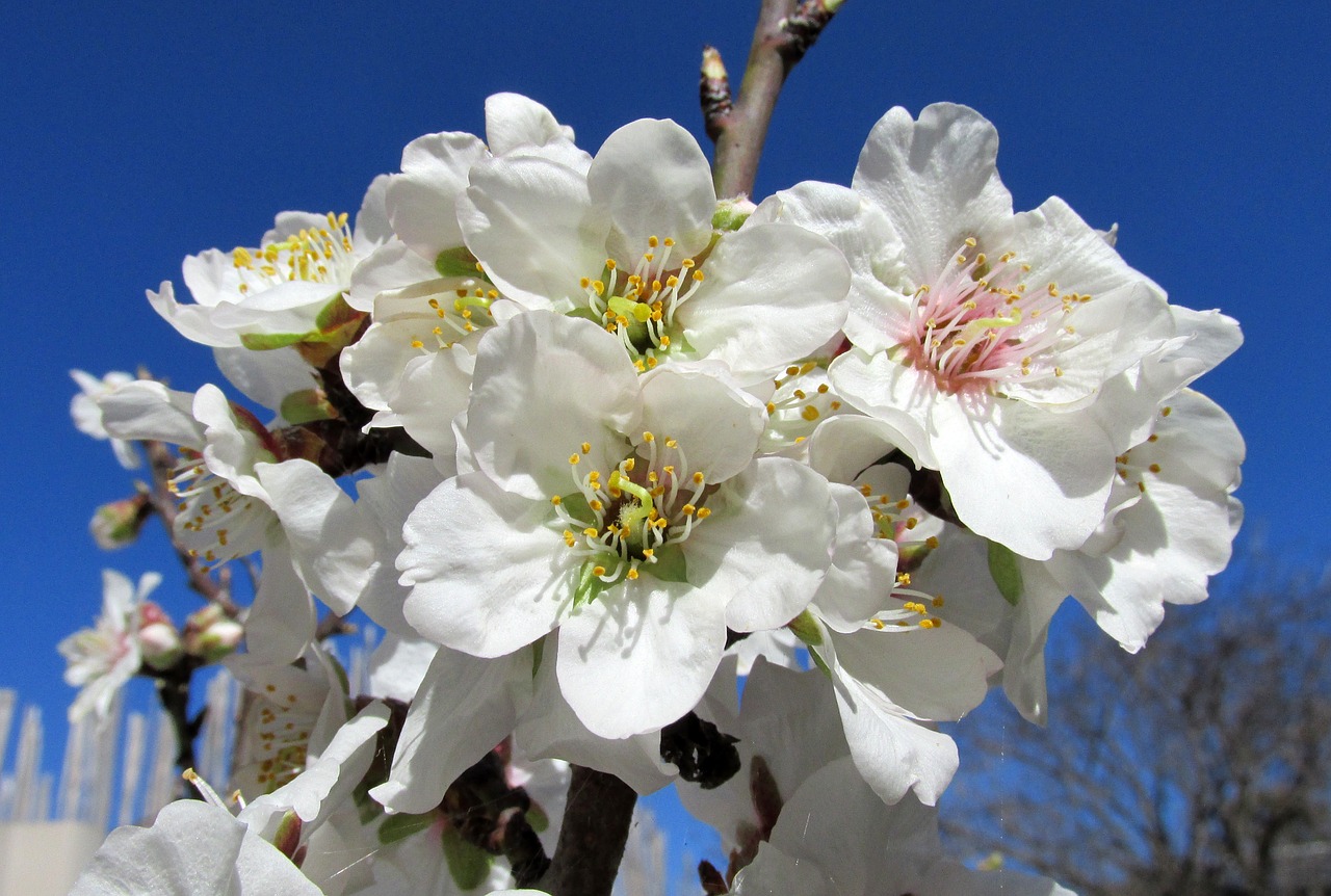 blossom almond tree free photo