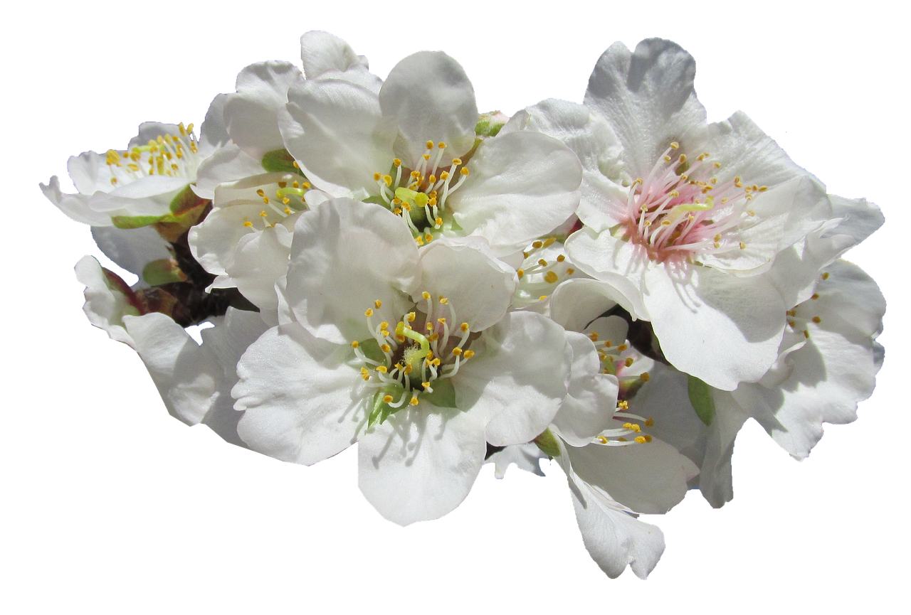 blossom almond springtime free photo