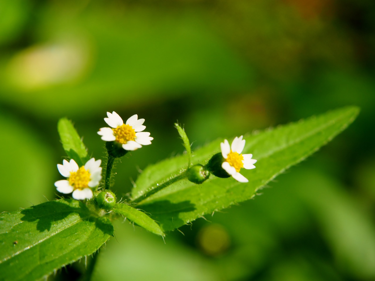 blossom bloom nature free photo