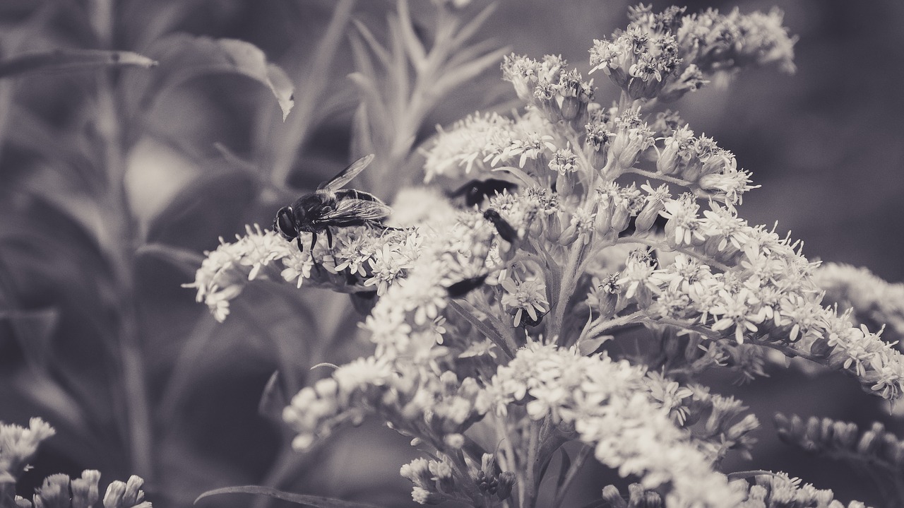 blossom bloom fly free photo