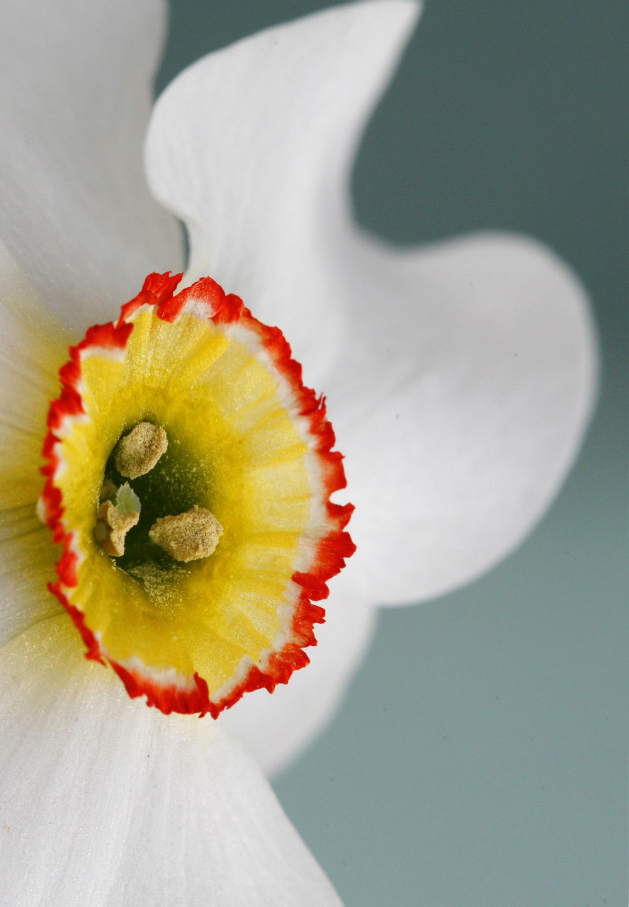 blossom bloom flower free photo