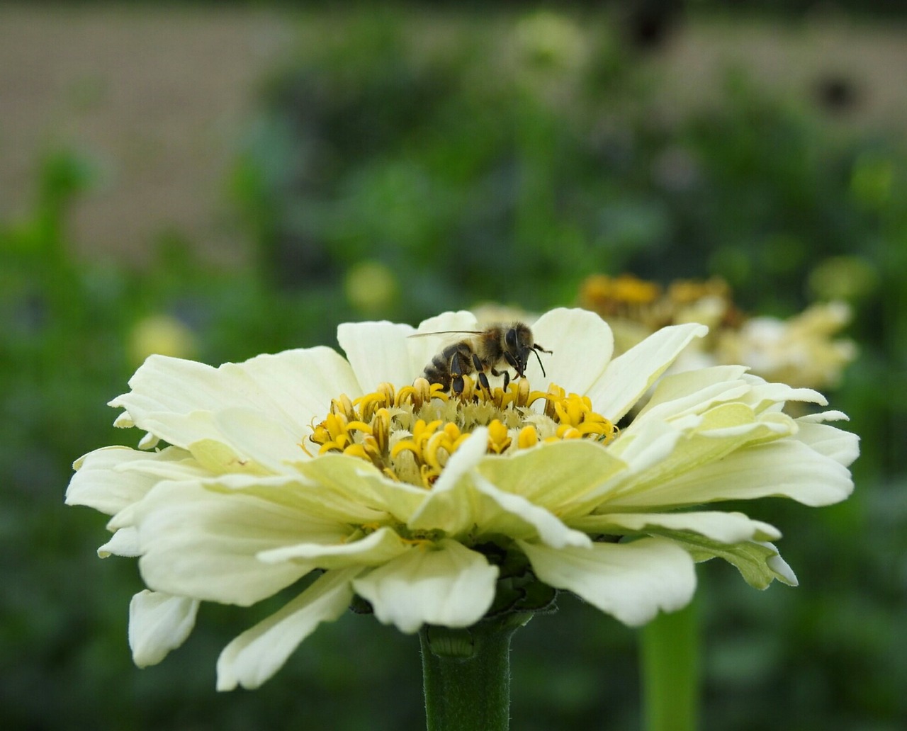 blossom bloom yellow free photo