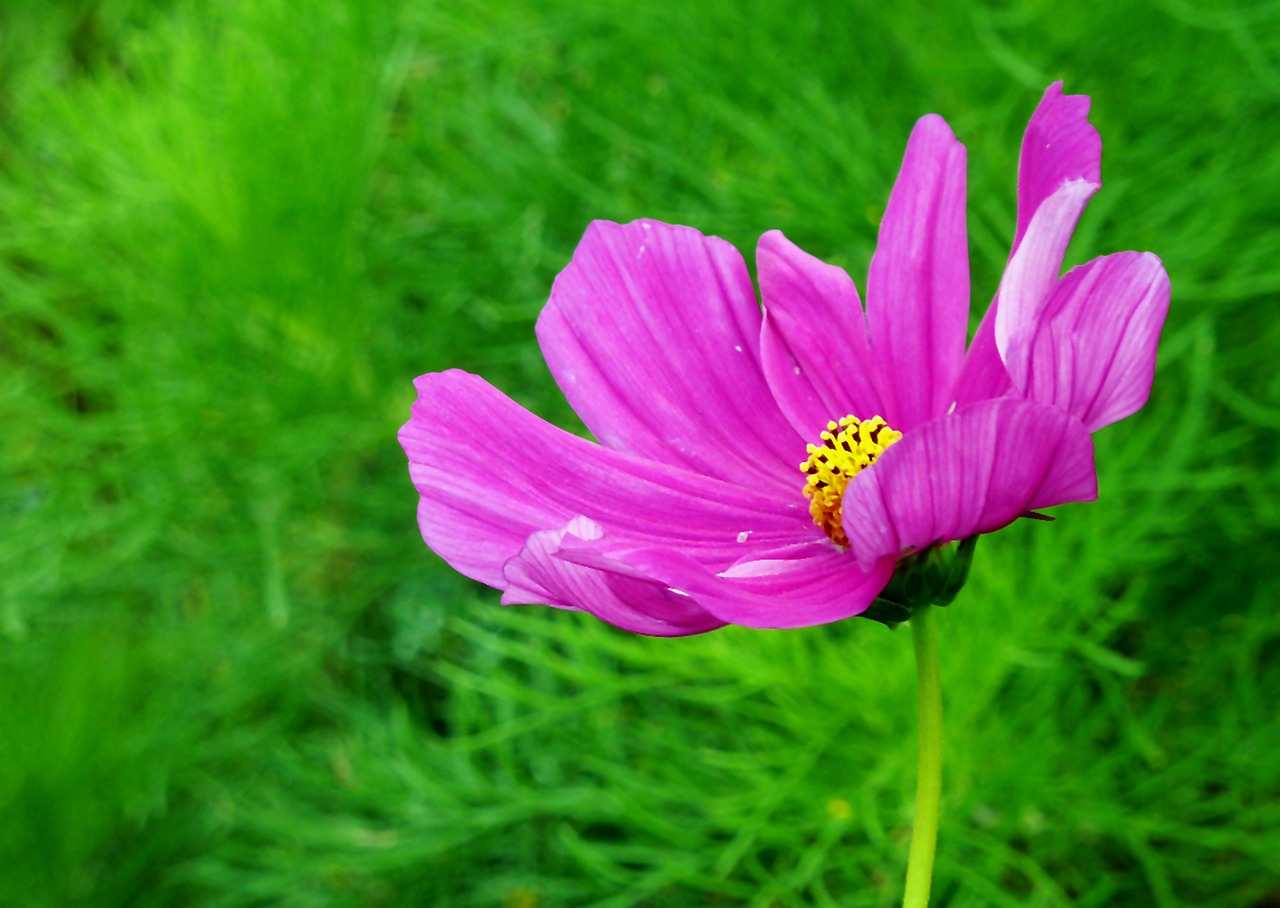 blossom bloom flower free photo