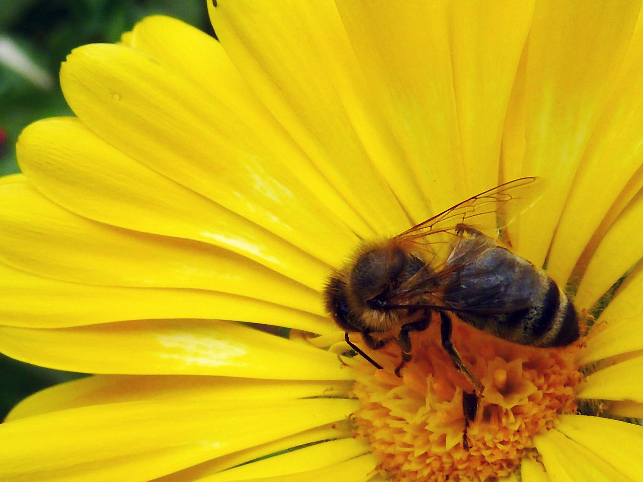 blossom bloom insect free photo