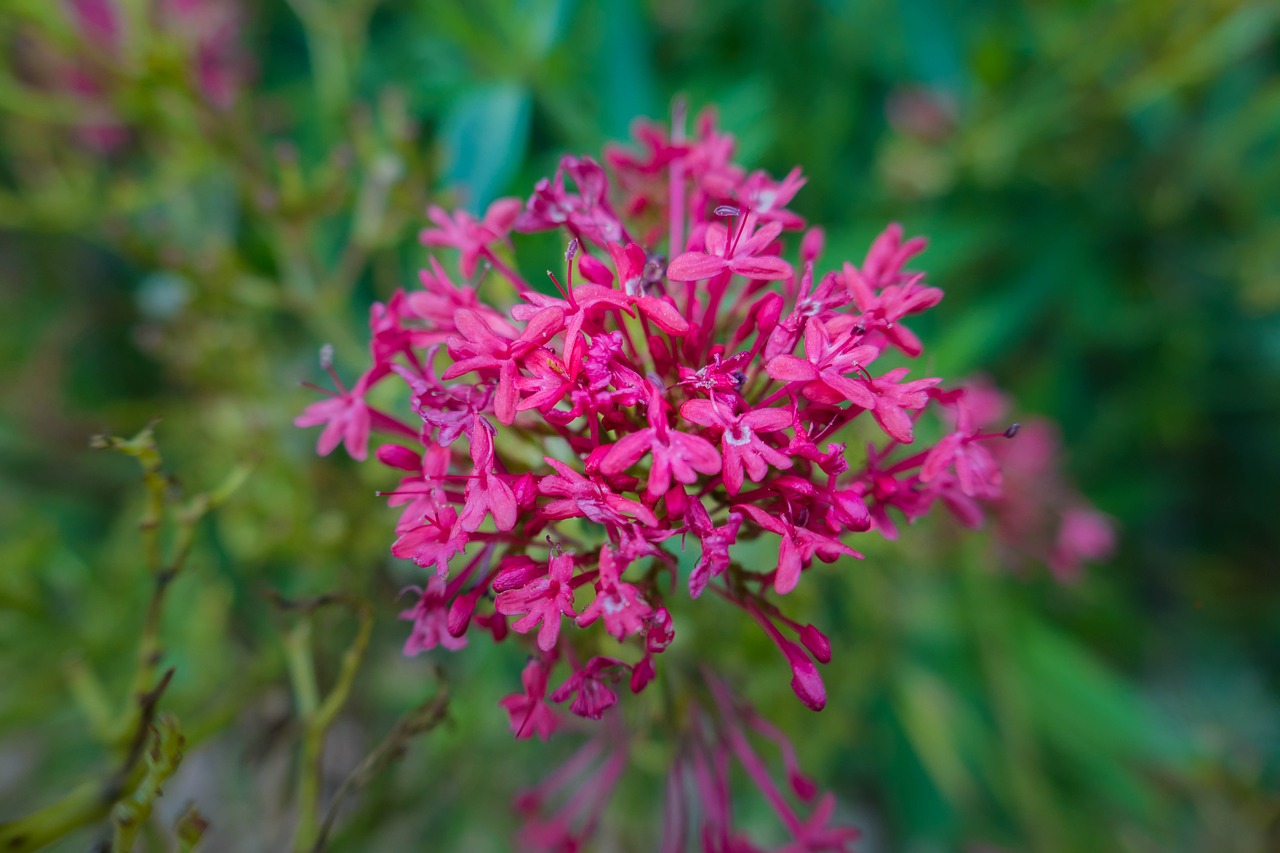 blossom bloom pink free photo