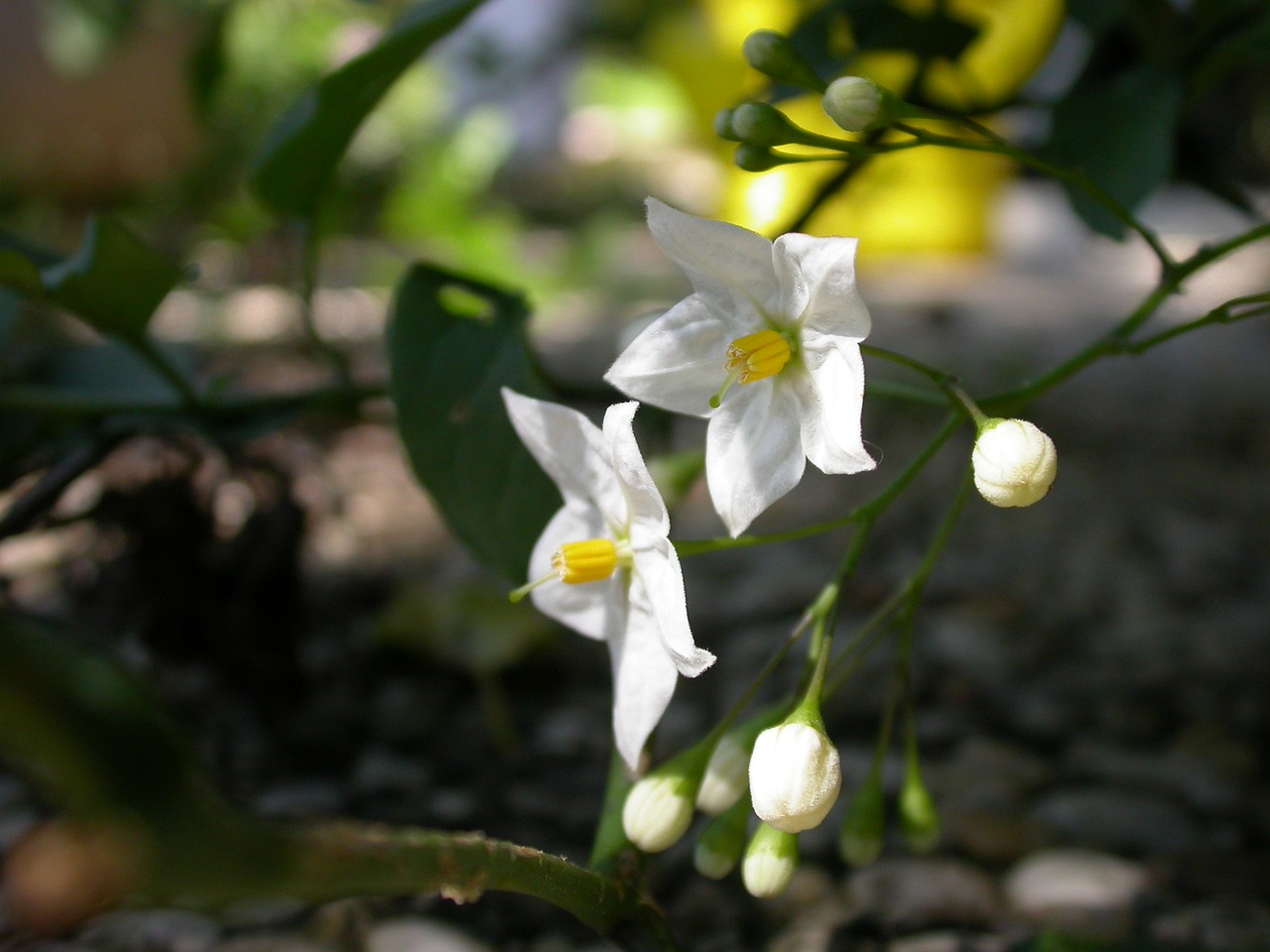 blossom bloom close free photo