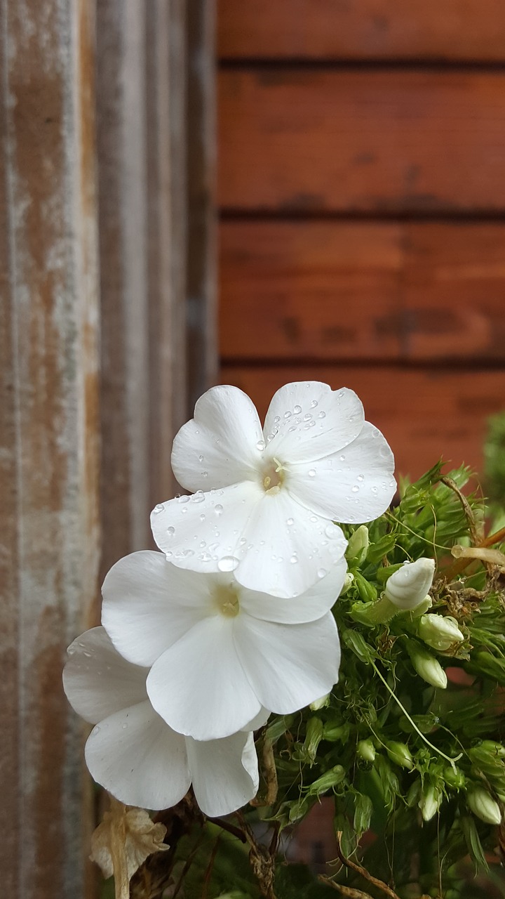 blossom white phlox raindrops free photo