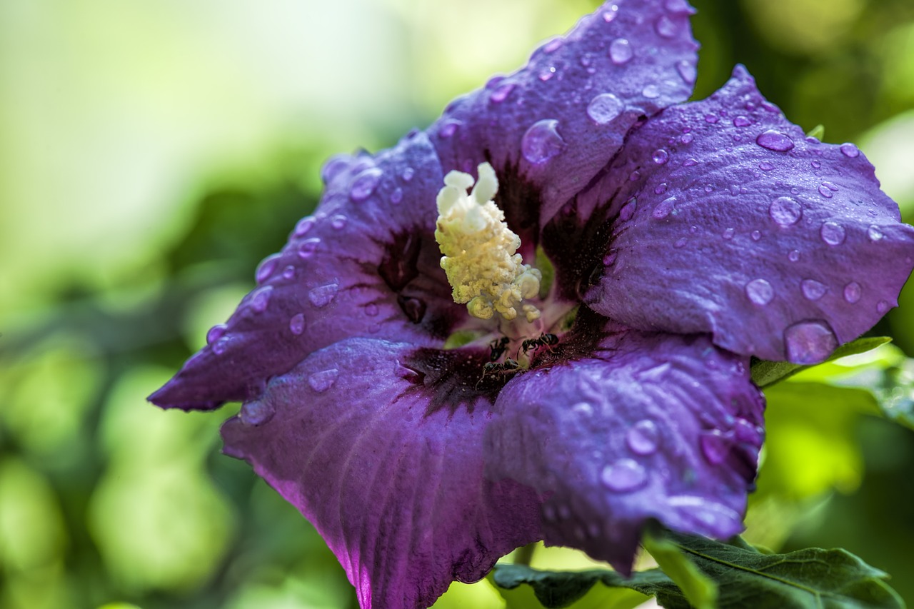 blossom hibiscus flower free photo