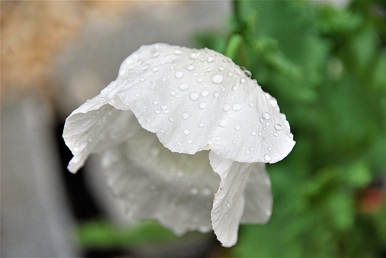 blossom bloom poppy free photo