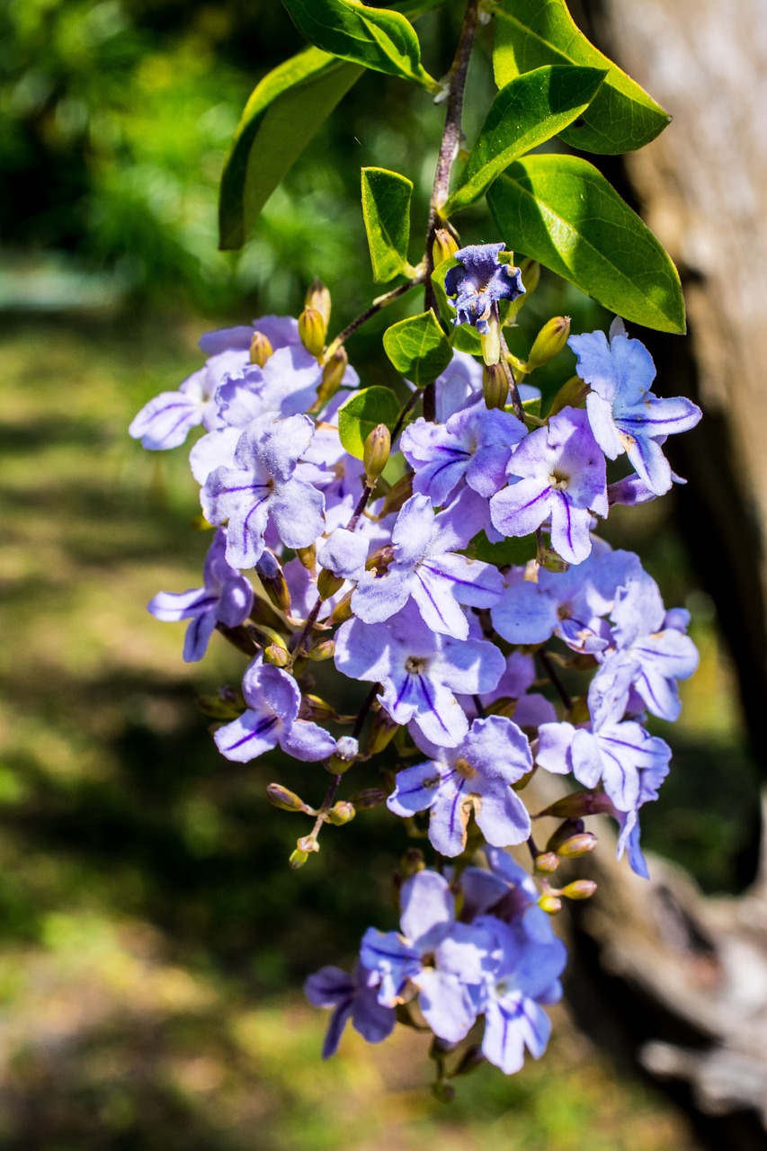 blossom blossom bloom free photo