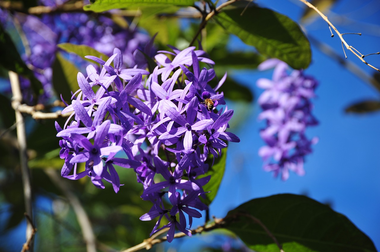 blossom bloom tropical free photo