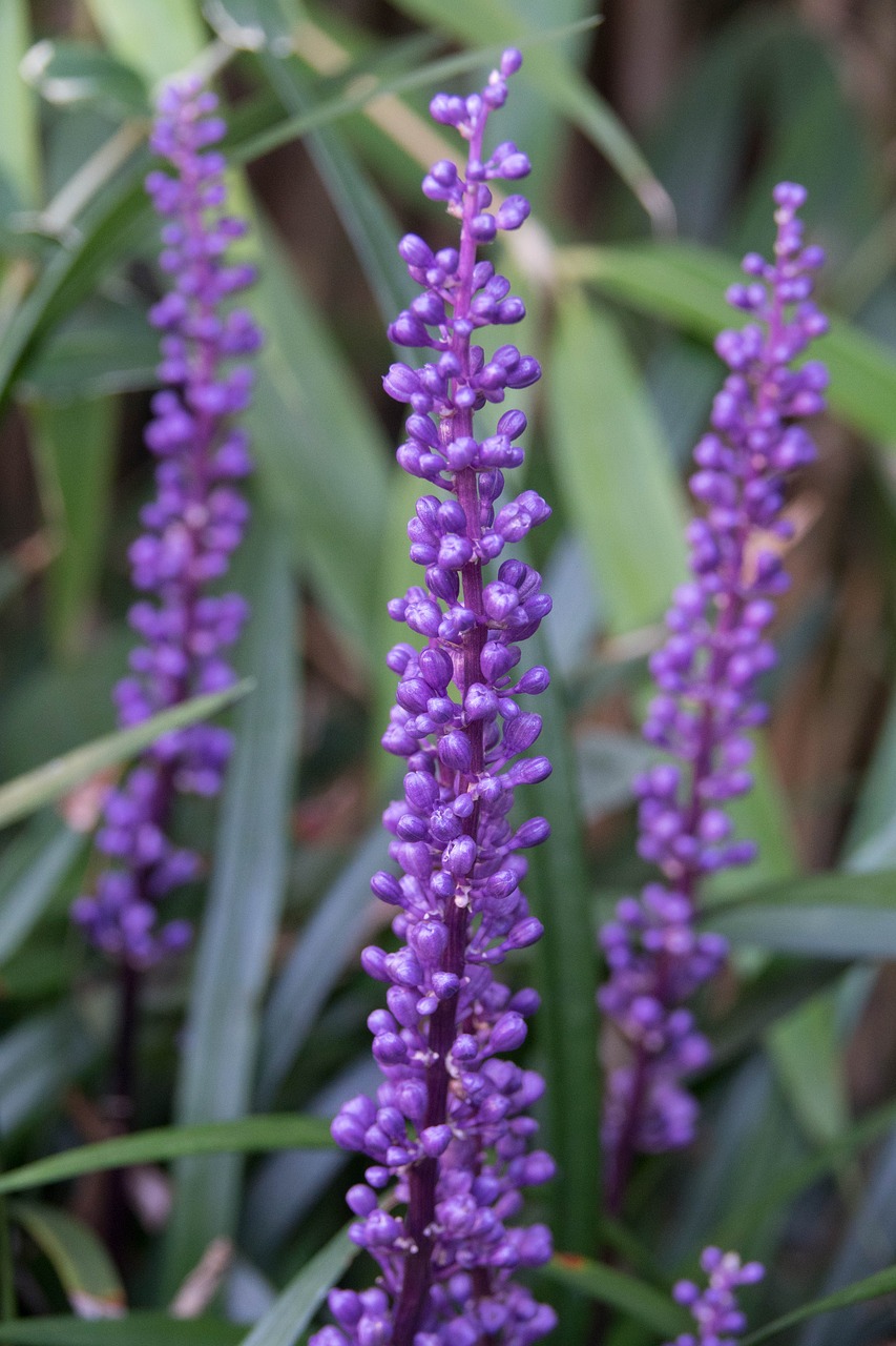 blossom bloom purple free photo